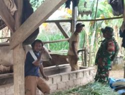 Babinsa Tiyuh Indraloka Mukti Way Kenanga Monitoring Peternakan Warga Binaan