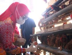 TP-PKK Lampung Utara Tinjau Peternakan Ayam Petelur, Dorong Kemandirian UMKM Lokal