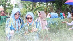 Panen Cabai, TP-PKK Lampung Utara Dukung Petani dan Ketahanan Pangan