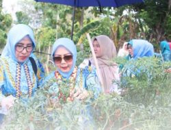 Panen Cabai, TP-PKK Lampung Utara Dukung Petani dan Ketahanan Pangan