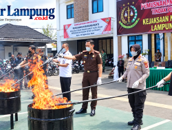 Kejari Lampura Musnahkan Puluhan Gram Sabu, Ratusan Gram Ganja dan 3 Senpi Rakitan